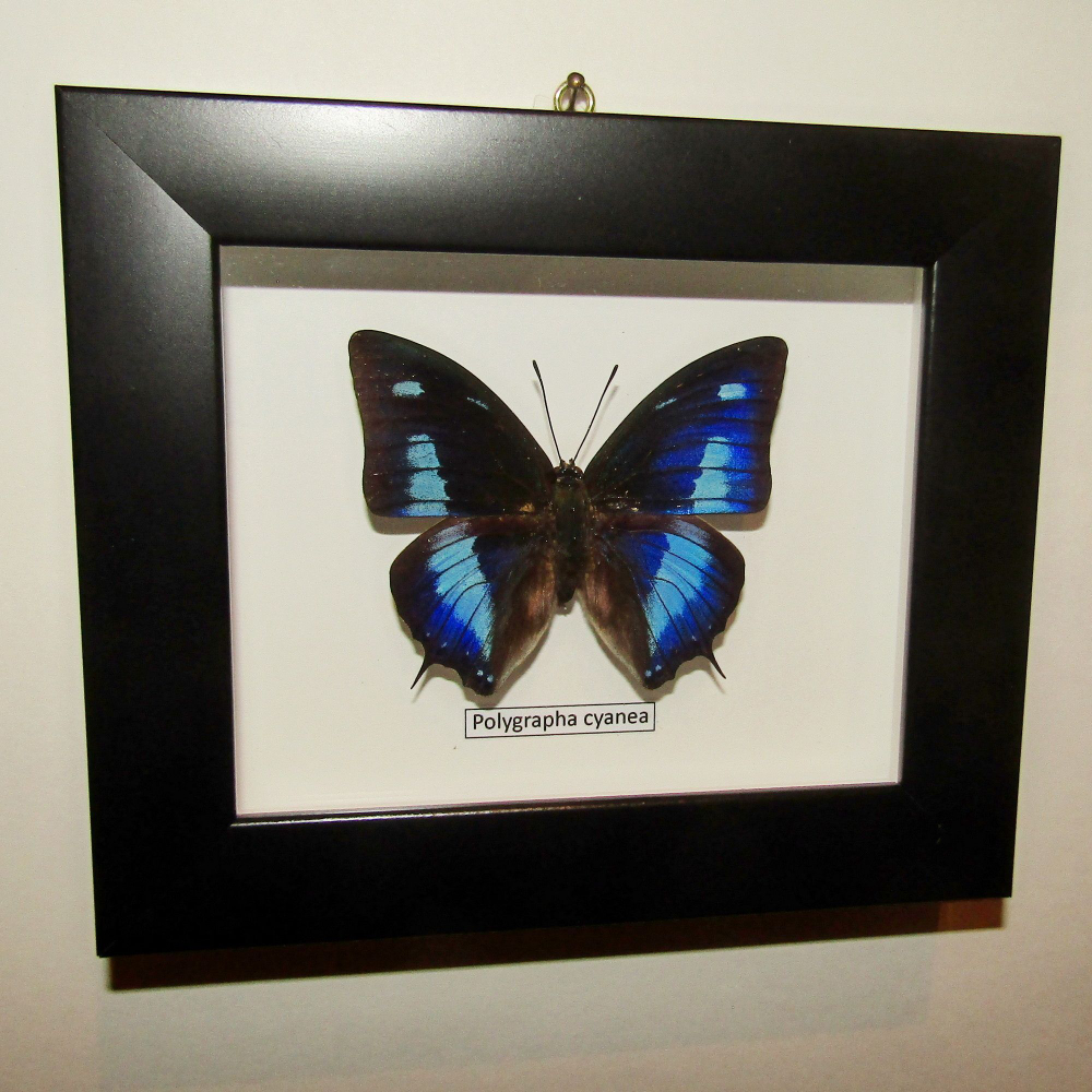 Бабочка Polygrapha cyanea рамке