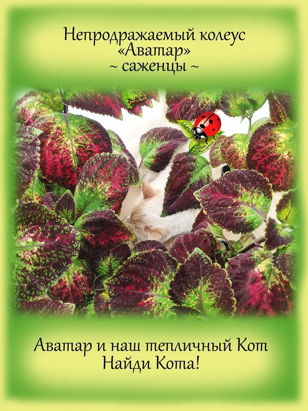 Колеус Аватар