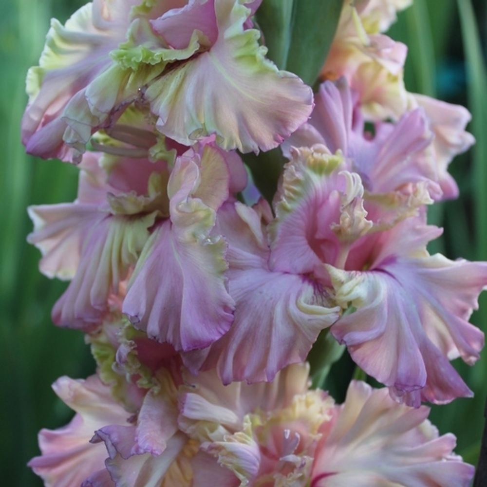 Гладиолус крупноцветковый Сумасшедший День