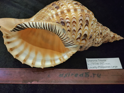 Харония Тритонис 250--390 мм