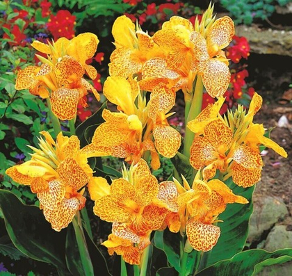 Канна Эн Авант