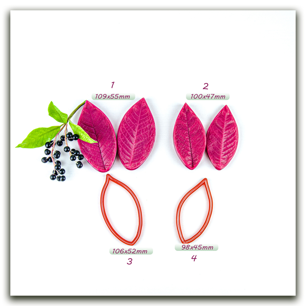 Листья черемухи большие