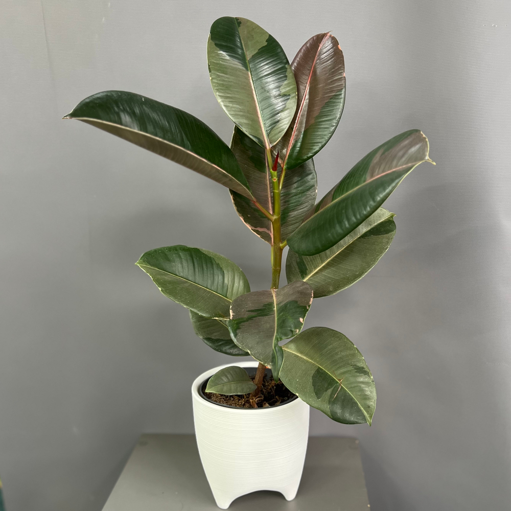 Фикус КАУЧУКОНОСНЫЙ (ЭЛАСТИКА)