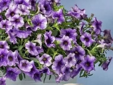 19364 Калибрахоа PowS Violet Vicky (Весна 2026)