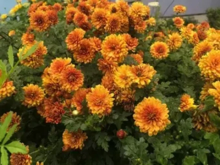 Хризантема Кристалл Оранж (Chrystal Orange)