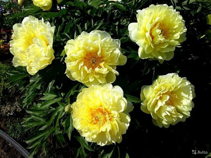 ИТО пион Бартзелла