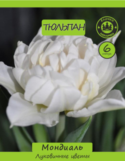 Тюльпан Луковица, Мондиаль, 6 шт