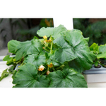 Чудо грядка