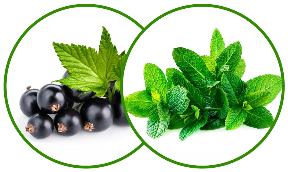 Мята Черная Смородина