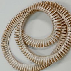 Лента плиссированная для наградных розеток. Цвет ШАМПАНЬ. Код цвета 55.