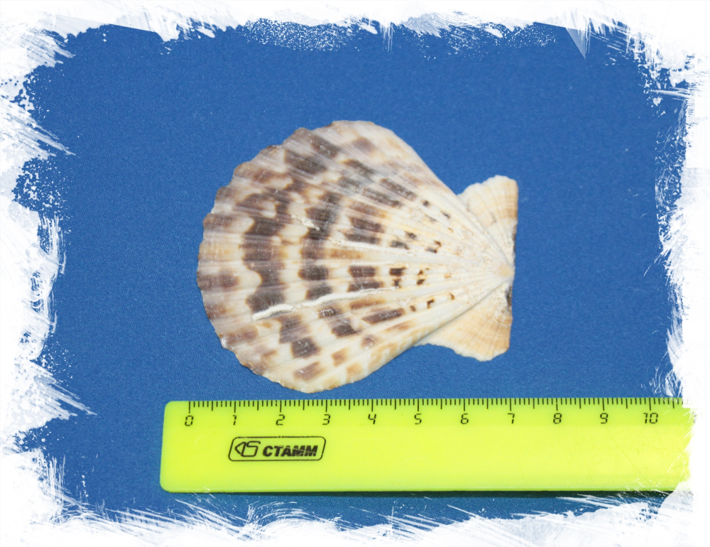 Гребешок Комптопаллиум Радула, 5-7см, 1шт