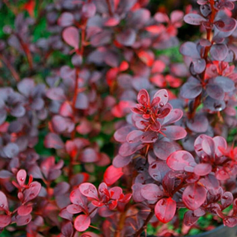 Барбарис Тунберга Дартс Ред Леди С3 Закупка М60 июнь 2026