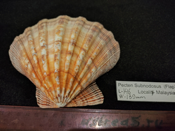 Пектен Субнодосус "130-160мм"-створка