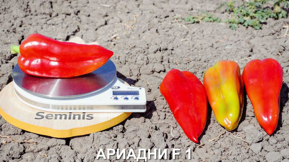 Ариадни F1 семена перца сладкого (Seminis / ALEXAGRO) культура – фото 8