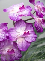 Композиция в ящике "Фаленопсис"