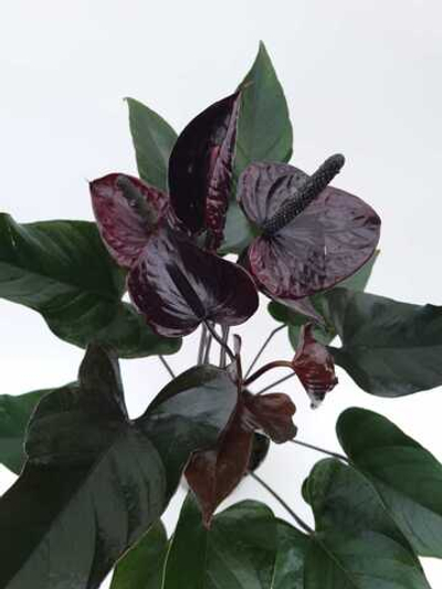 Антуриум Шоколадный (Мужское счастье), диаметр 17см