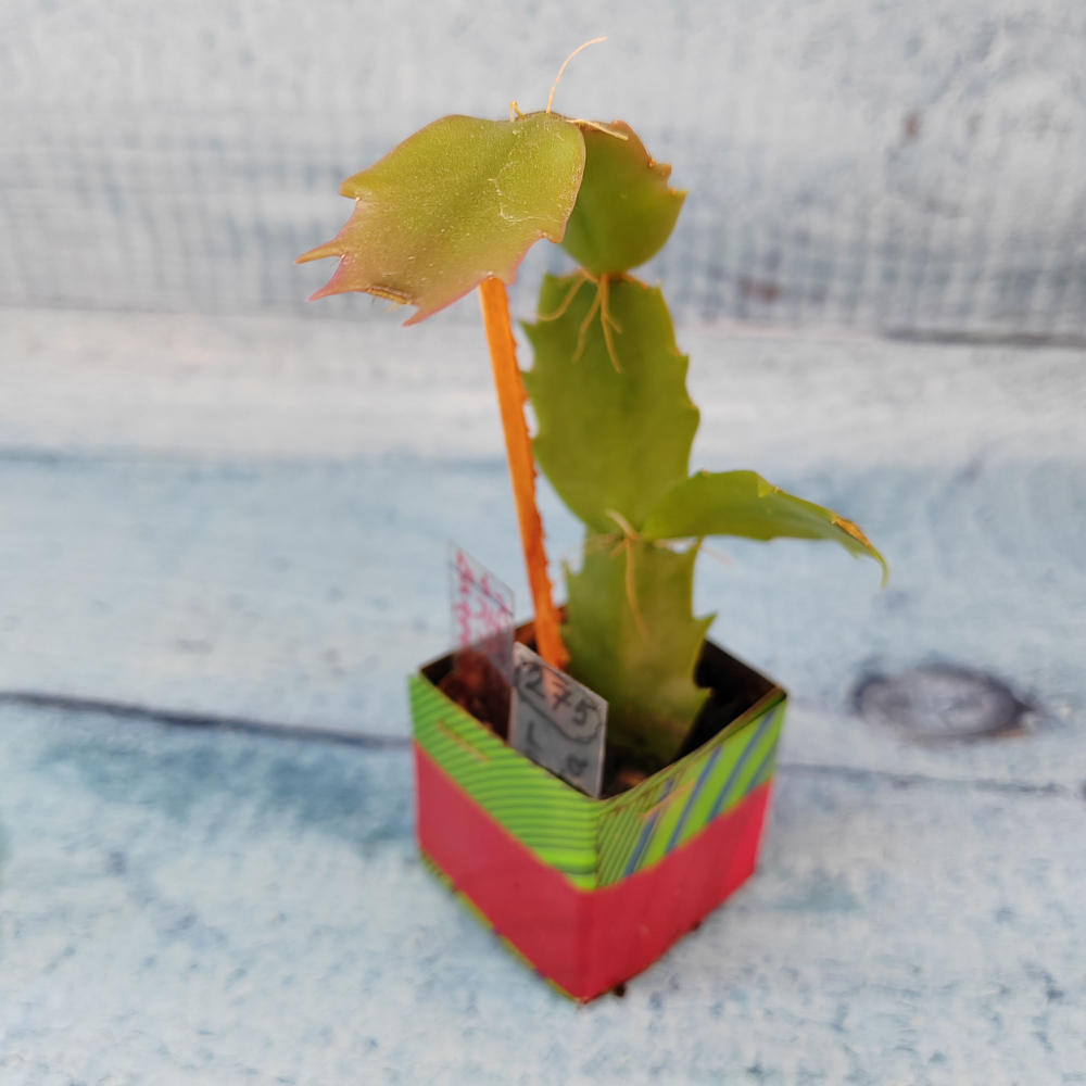 Schlumbergera Thor Vita (Декабрист)