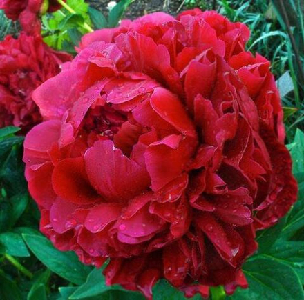 Пион Генри Бакстоус