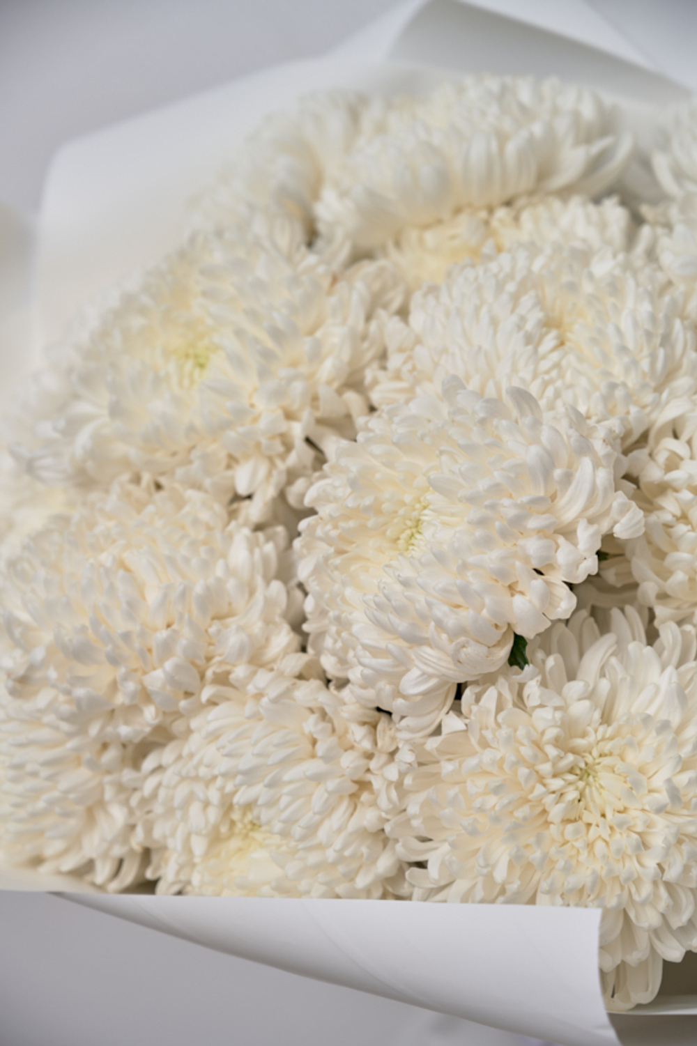 Большой букет из 25 белых хризантем