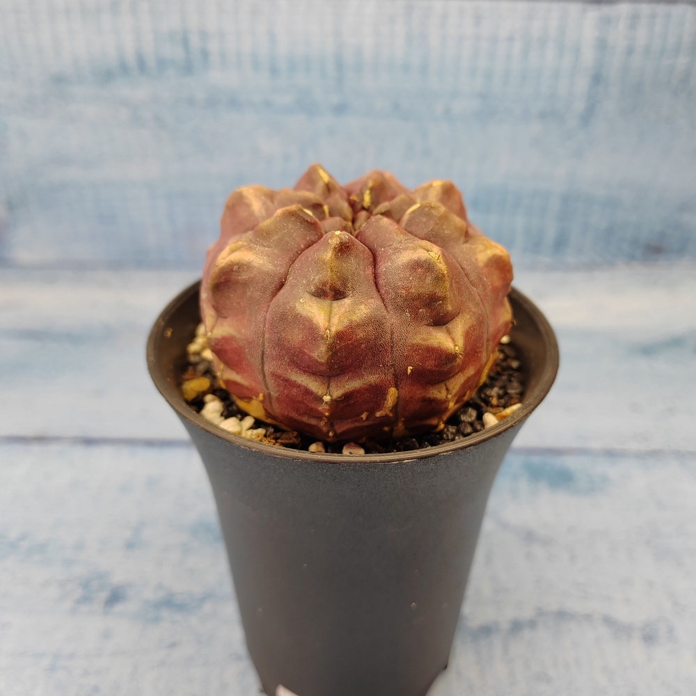 Gymnocalycium Daydream (Гимнокалициум)