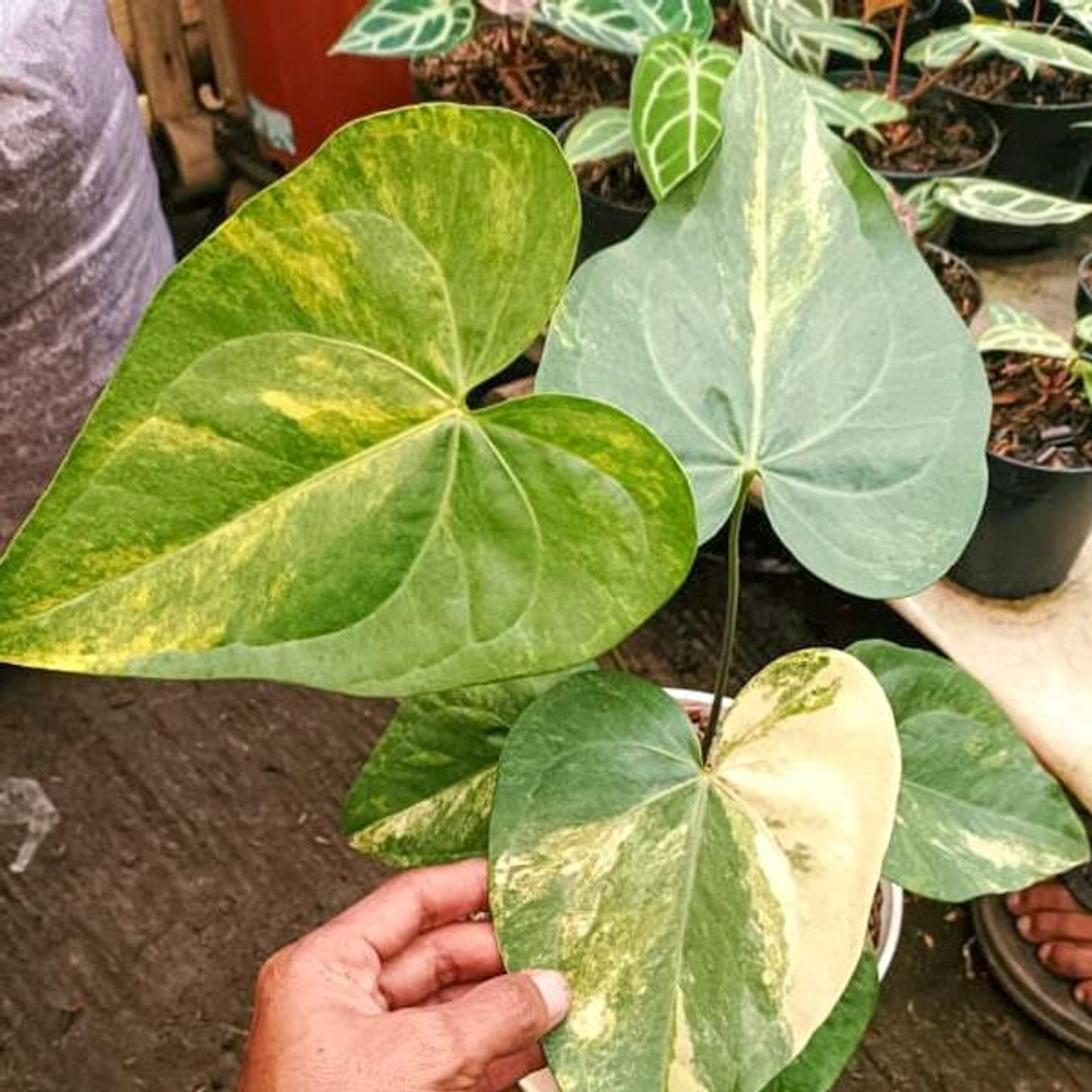 Антуриум SWEET LOVE VAR