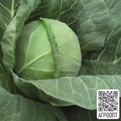 Тиара F1 семена капусты белокочанной (Bejo / Бейо)