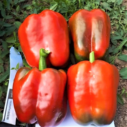 Перец Екла F1 (50шт) Витагрин Профи