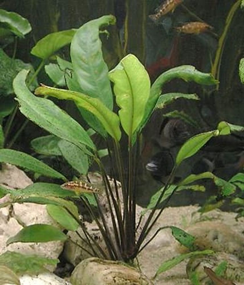 Анубиас Афцели, S (0035)