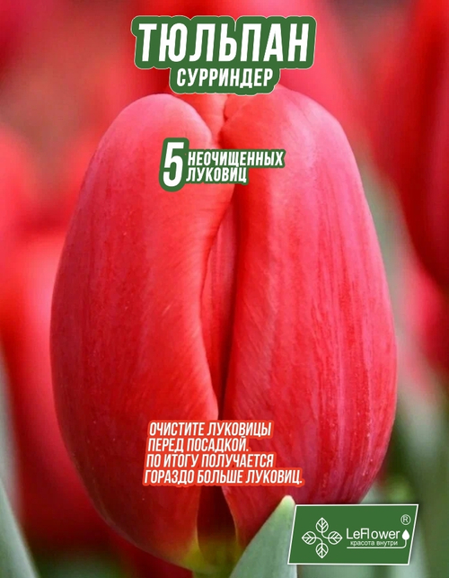 Луковичные цветы тюльпан сурриндер 5 шт