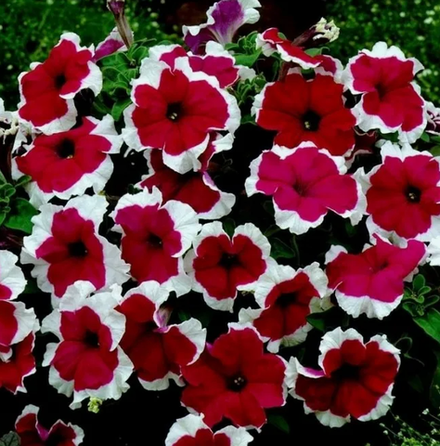 ЕВРО Петуния Famous Red Picotee укорененный черенок ОКС