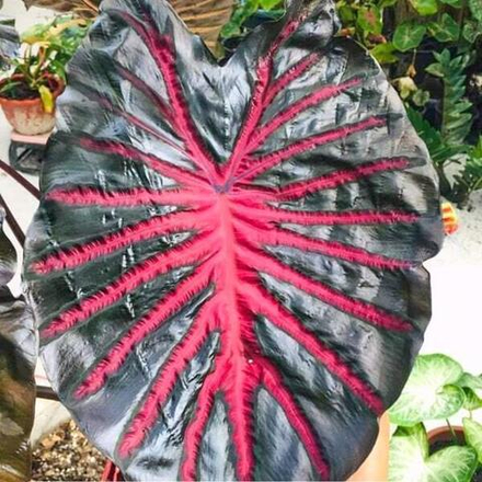 Колоказия BLACK LAVA 2