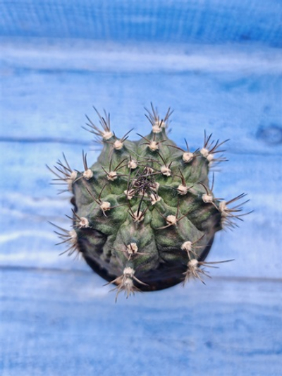 Gymnocalycium T-Rex Pink hybrid (Гимнокалициум T-rex)