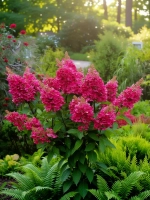 Вимс Ред гортензия метельчатая