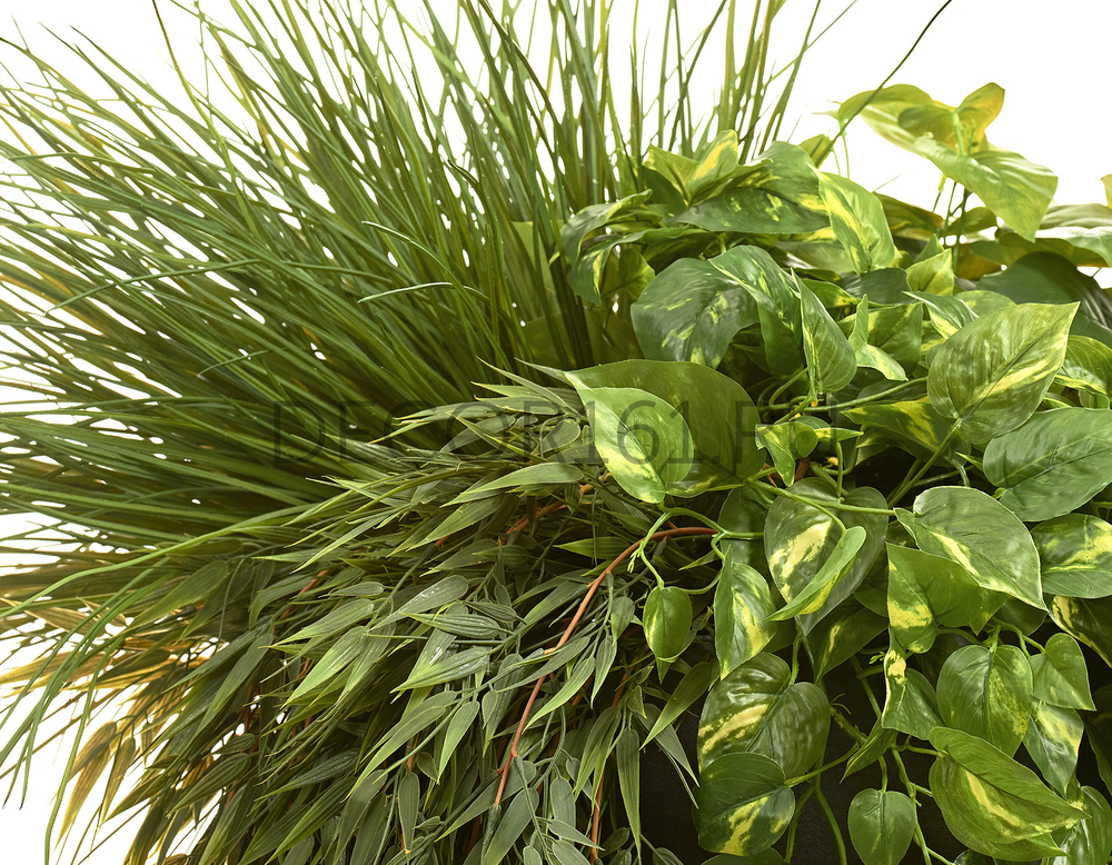Потос Элегант ампельный большой новый в-90 см (Sensitive Botanic) 6/24 20.1377XL
