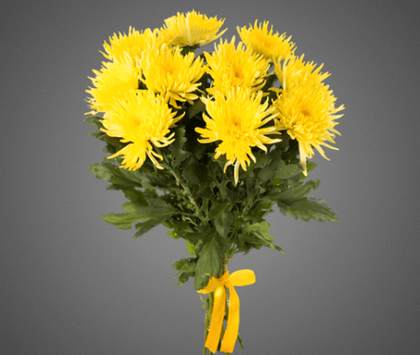 Букет из 11 хризантем «Анастасия»