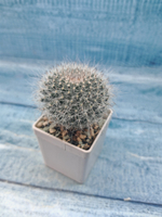 Mammillaria Hahniana (Маммилярия)