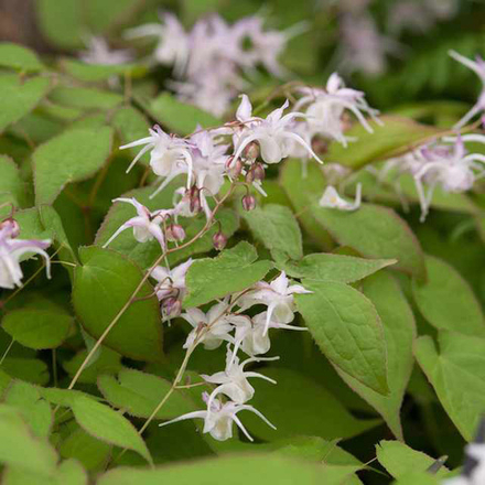 Горянка корейская. Epimedium grandiflorum sub koreanum.