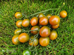 Злая маслина (Olive evil) сорт томата