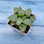 Haworthia Comptoniana Hybride hybrid (Хавортия)