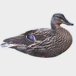 Кряква полевая (плоская) 12 шт.