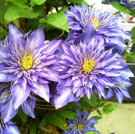 Клематис Мульти Блю