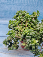 Anacampseros Filamentosa (Анакампсерос)