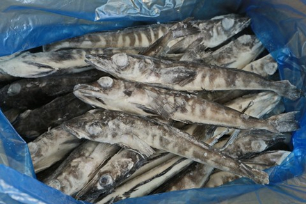Ледяная рыба (кг)