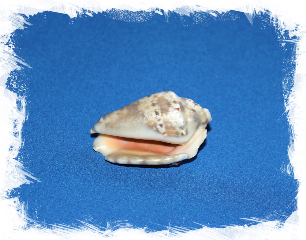 Стромбус Лентигенозус, 5-7см, 1шт