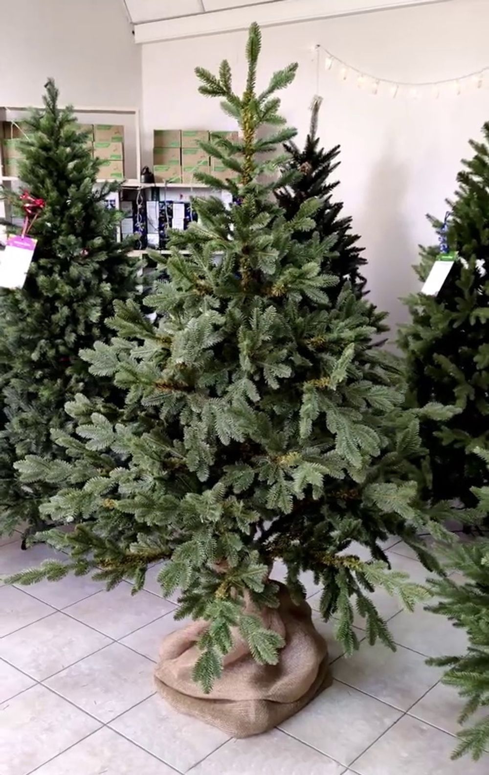 Искусственная ель на ножке «Датская» (хвоя Литая) 240 см / 2.4 м