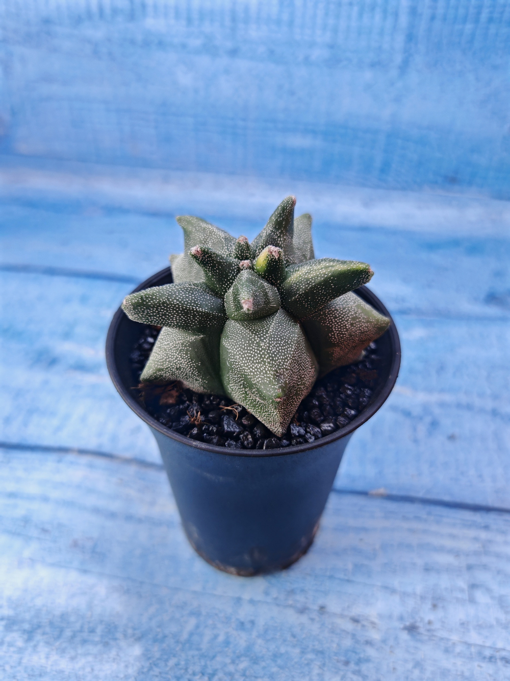 Astrophytum Myriostigma monstrosa (Астрофитум)