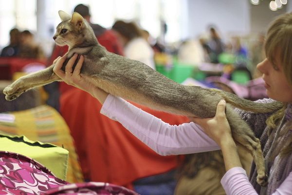 Фотографируем любимых кошек