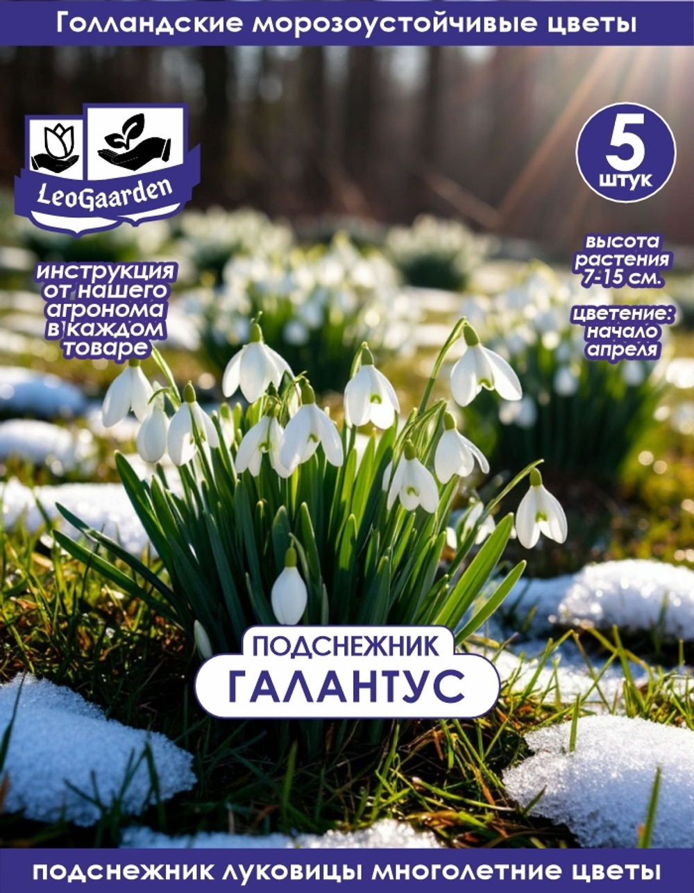 Подснежник Луковица цветов, 5 шт