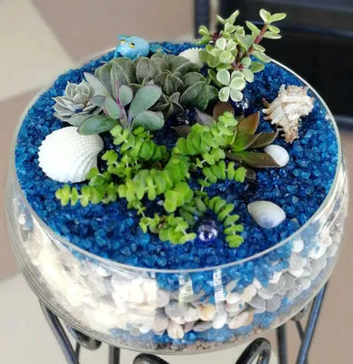 композиция из суккулентов