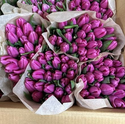 45 малиновых тюльпанов в круглой упаковке
